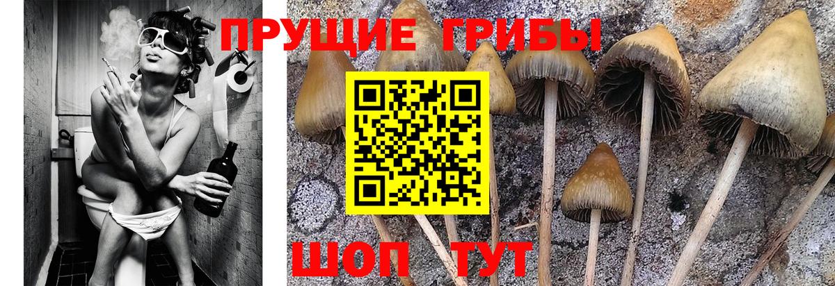 Псилоцибиновые грибы Cubensis  Вход с VPN  Мурманск  Галлюциногенные грибы прущие грибы 