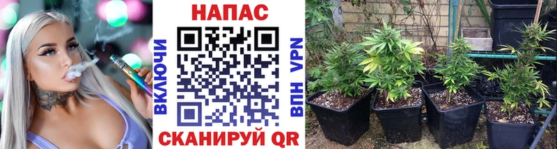 Каннабис план  где найти   Мурманск 